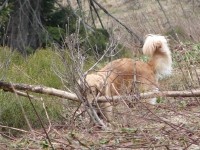 Pies - dźwigacz - na szlaku od Żabnicy po Rysiankę