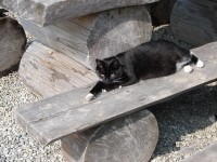 Wygrzewający się kot - przy schronisku na Hali Boraczej